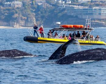 Capt. Dave’s Dana P...