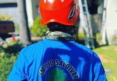 Landscape Expert Tree Care