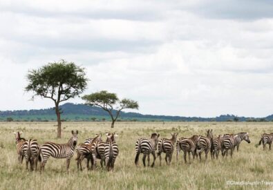 Claudia Austin Travel